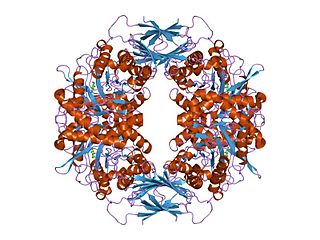 Glycoside hydrolase family 39