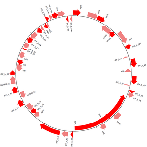 Figure 3: A diagram of the genes on the pKPS77 plasmid, visualised using the GenomeDiagram module in Biopython PKPS77.png