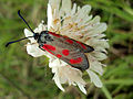 papilio el NP Valo de Blanka rojo