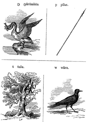 Transcriptio Linguarum Indigenarum Australianarum