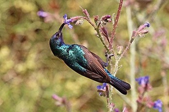 Macho de beija-flor-da-palestina (Cinnyris osea) na Reserva da Biosfera de Dana, Jordânia. Desde 2015, é a ave nacional do Estado da Palestina (definição 3 410 × 2 273)