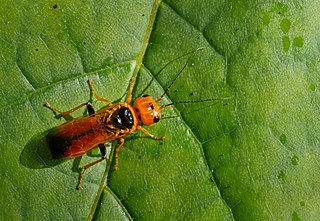 <i>Pamphilius betulae</i>