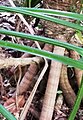 Pandanus balfouri - small stilt-roots.jpg