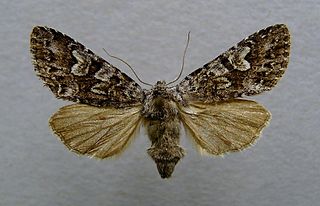 <i>Papestra biren</i> Species of moth