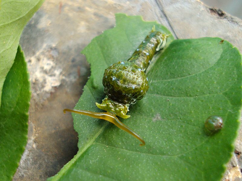 File:Papilio polymnestor 04.JPG