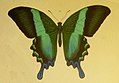 Papilio blumei: Grün durch Pigmentierung