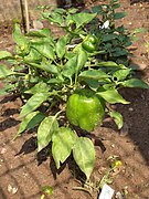 Capsicum annuum (Peperoncino)