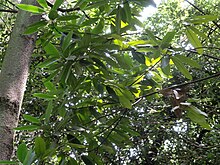 Parakmeria yunnanensis - Botanischer Garten Kunming - DSC02939.JPG