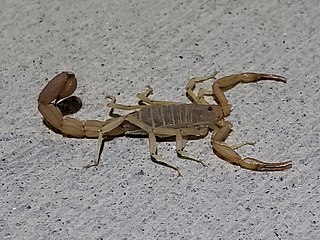 <i>Paravaejovis</i> Genus of scorpions