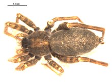 Stone spider, Pardosa lapidicina Pardosa lapidicina1.jpg