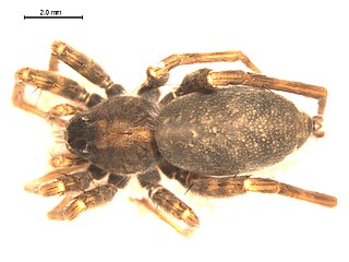 <i>Pardosa lapidicina</i> Species of spider