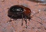 Thumbnail for Paria (beetle)