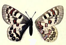 Female ParnassiusHardwickeiBingham.jpg