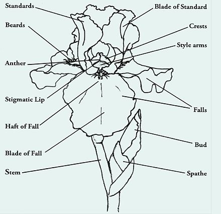 Illustration of an iris flower with highlighted parts of the flower