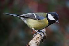 The Batesian mimicry of P. festivus probably protects it primarily from predators such as the great tit. Parus major poised.jpg