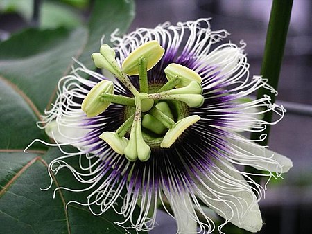 ไฟล์:Passiflora_edulis_forma_flavicarpa.jpg