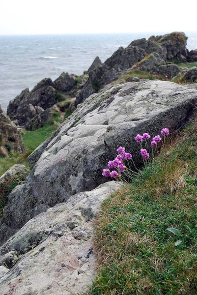 File:Pathside - geograph.org.uk - 423534.jpg