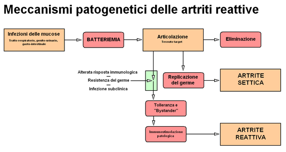 Artrite Reattiva: Storia ed epidemiologia, Eziologia e patogenesi, Anatomia patologica