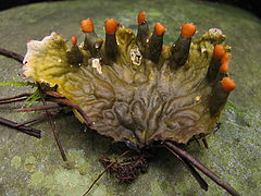 Description de l'image Peltigera membranacea 78681.jpg.