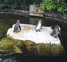 Penguins at Dublin Zoo