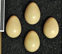 Four eggs, at Museum Wiesbaden Perdix daurica MWNH 1083.JPG