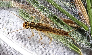<i>Isoperla montana</i> Species of stonefly