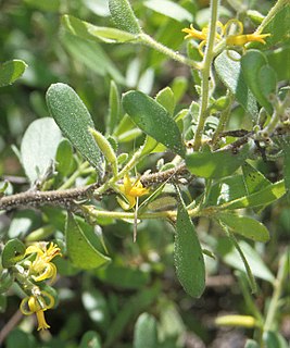 <i>Persoonia sericea</i> Species of shrub