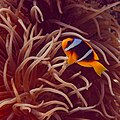 * Nomination Red Sea clownfish (Amphiprion bicinctus) in a magnificent sea anemone (Heteractis magnifica), Red Sea, Egypt --Poco a poco 06:07, 2 August 2023 (UTC) * Promotion  Support Good quality. -- Ikan Kekek 17:56, 2 August 2023 (UTC)