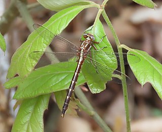 <i>Phanogomphus lividus</i> Species of dragonfly