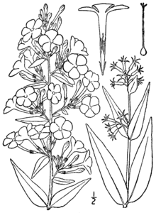 Phlox maculata BB-1913.png