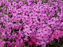 Phlox subulata "Holly".