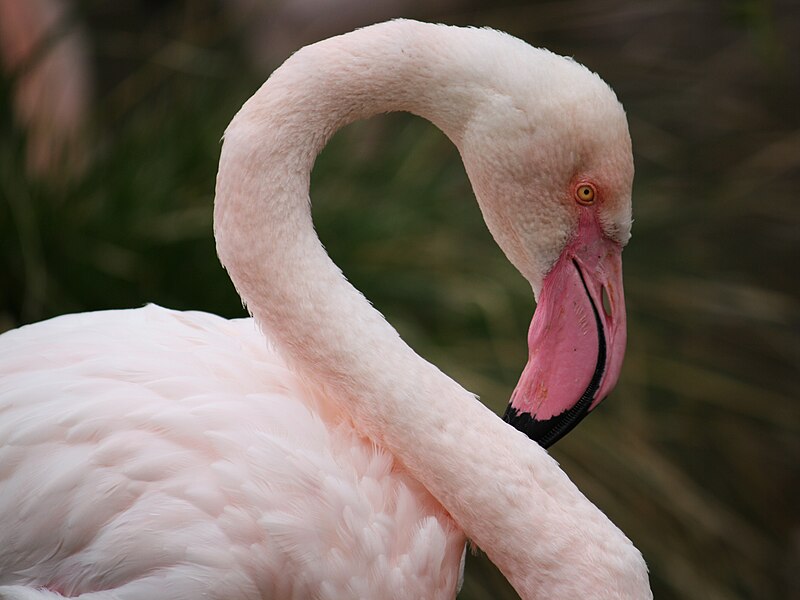 File:Phoenicopterus roseus, ZOO Praha 513.jpg