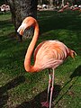 Phoenicopterus ruber Flamenco caribeño