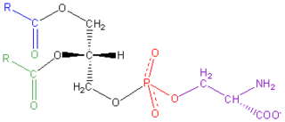 <span class="mw-page-title-main">Phosphatidylserine</span> Chemical compound