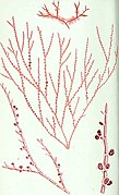 Acrochaetium secundatum (Acrochaetiaceae)
