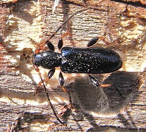 Phymatodes rufipes up.JPG