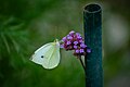 Piéride de la rave (Pieris rapae) sur un brin de Verveine de Buenos Aires (Verbena bonariensis)