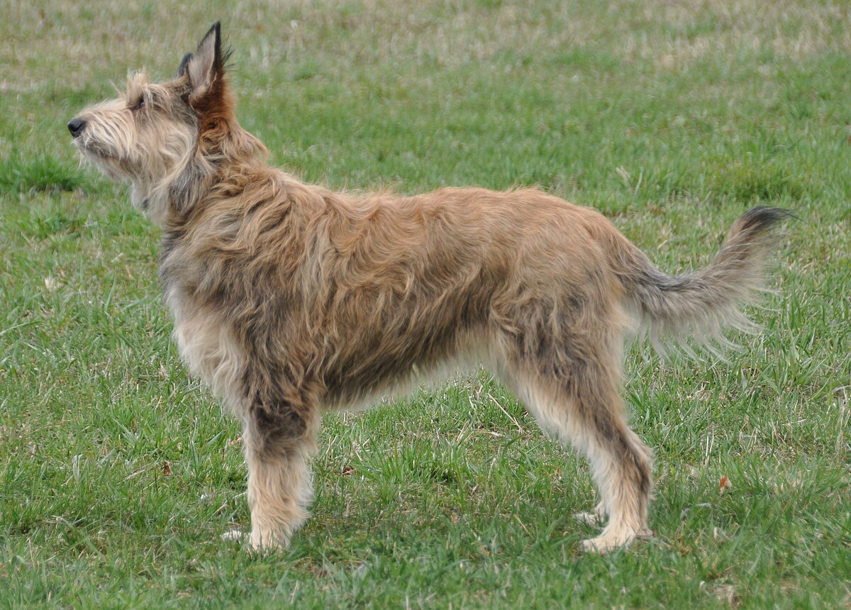 french shepherd puppy