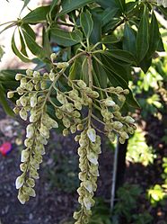 Future Plants By Randy Stewart Pieris