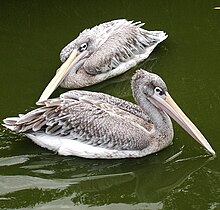 Pink-backed pelicans are abundant along the coast, less common most places upriver. Pink-backed.pelican.750pix.jpg