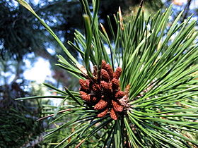 Foliage and pollen cones, Cascade-Siskiyou National Monument