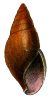 <i>Pittieria</i> genus of molluscs