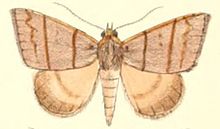 Pl.5-22-Plecoptera quadrilineata (مور 1882) (Poaphila) .JPG