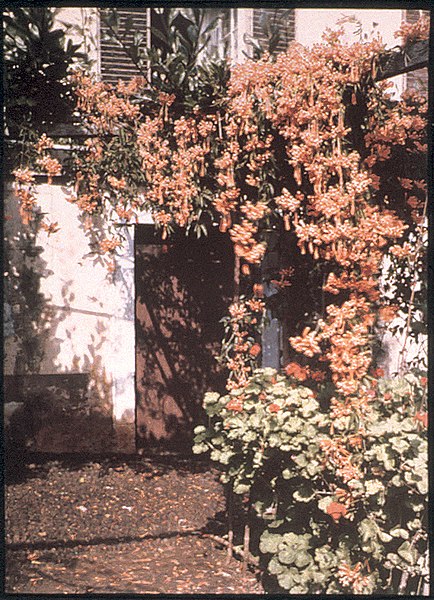 File:Plants and a Building, Probably in Madeira, by Sarah Angelina Acland, c.1910.jpg