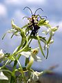 Platanthera × hybrida