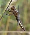 Broad-bodied Chaser (Libellula depressa) Plattbauch