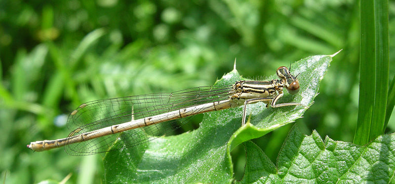 File:Platycnemis pennipes (1).jpg