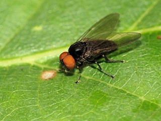 <i>Platypeza consobrina</i> Species of fly