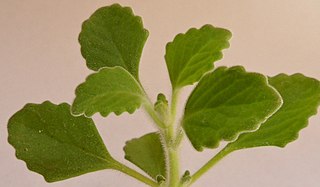 <i>Plectranthus hadiensis</i> Species of plant