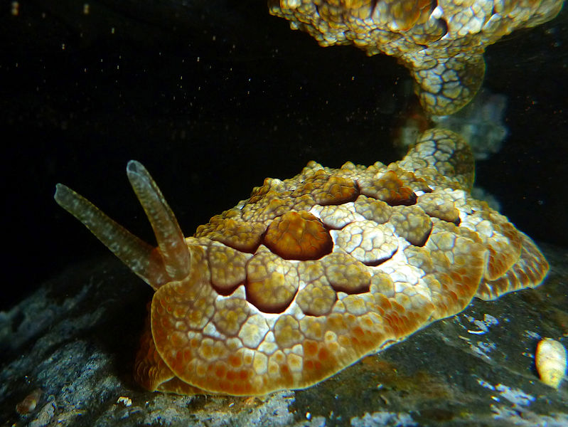 File:Pleurobranchus forskalii.JPG